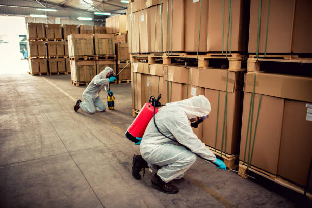 Best Flea Control Services  in Elmendorf, TX