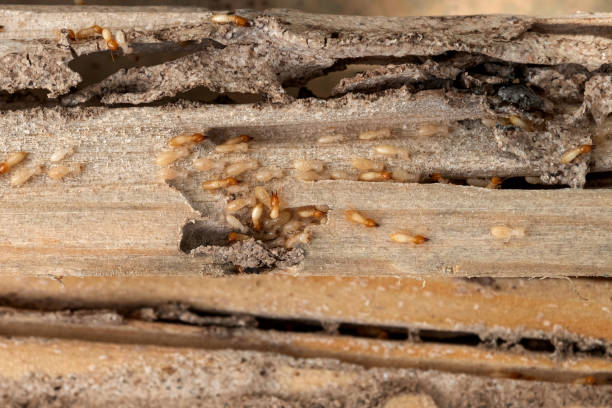 Best Local Pest Control Services  in Elmendorf, TX