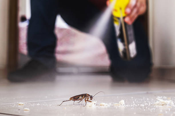 Best Exterminator Services  in Elmendorf, TX