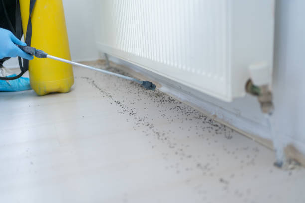 Best Wasp Removal Services  in Elmendorf, TX