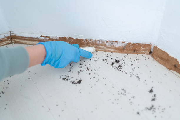 Best Emergency Pest Control  in Elmendorf, TX